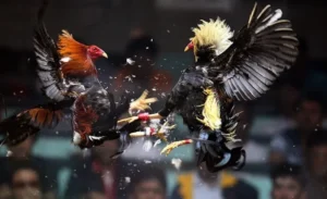 Bí Kíp Cách Chơi Đá Gà Sabong Tại Rubik88 Thắng Lớn Mỗi Ngày