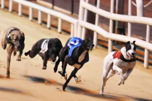 Mẹo Chơi Game Nhanh Đua Chó Tại Rubik88 Về Bờ An Toàn Nhất